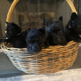 Scottish Terrier Puppies from HeavenlyScots