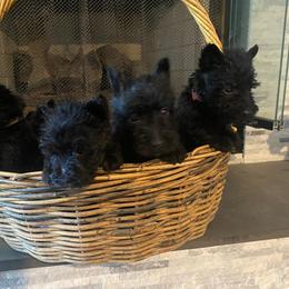 Scottish Terrier Puppies from HeavenlyScots