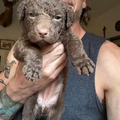 Orange - Brown female Chesapeake Bay Retriever puppy in Dallas, Pennsylvania from Ghost Dog Chesapeakes