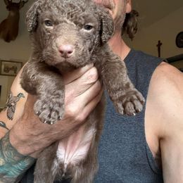 Orange - Brown female Chesapeake Bay Retriever puppy in Dallas, Pennsylvania from Ghost Dog Chesapeakes