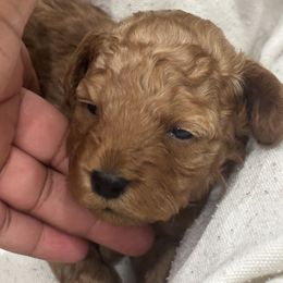 Miracle - Red  female Poodle puppy in Goodyear, Arizona from Moving and Grooving Pups