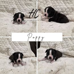 Poppy - Black brindle and white female Boston Terrier puppy in La Belle, Florida from HC Boston Terriers