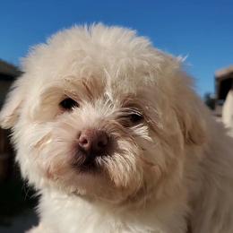 Harvey - Cream male Havanese puppy in Wasco, California from Havaneses de Santillan