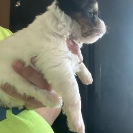 Potato - Parti male Yorkshire Terrier puppy in Rochester, New York from Tnt Yorkies and Cosmic corgis