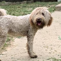 Reese - Labradoodle