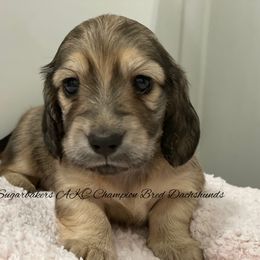 Dachshund Puppies from Sugarbakers Kennel