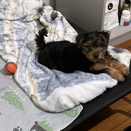 Morkie and Yorkshire Terrier Puppies from Kashari Buggs
