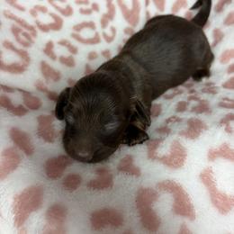Genie - Chocolate female Dachshund puppy in Lake City, Florida from My Ditzy Doxies of Florida