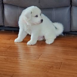 Great Pyrenees Puppies from Gulf Coast Pyrenees