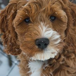 Australian Labradoodle Puppies from Semper Doodles