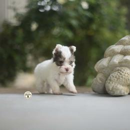 Ziggy - Chocolate, tan and white male Yorkshire Terrier puppy in Petersburg, Virginia from Louie yorkie crustables