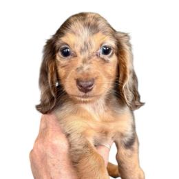 Chocolate Dapple Female - Chocolate and tan female Dachshund puppy in Medina, Ohio from STORIED DOXIES