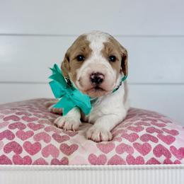 Sea Salt - Turquoise Collar - Parti female Goldendoodle puppy in The Woodlands, Texas from Golden Fields Doodles
