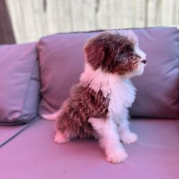 Alea - Merle Bernedoodle puppy in Los Angeles, California from Bernied00dle Love