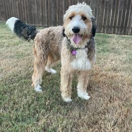Fida - Bernedoodle