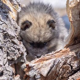 Pomsky Puppies from New World Pomskies