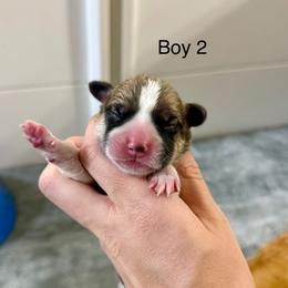 Male 2 - Red male Pembroke Welsh Corgi puppy in Waverly, Iowa from Kindred Corgis
