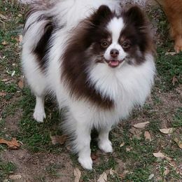 Phoebe - Chocolate and tan female Pomeranian puppy in Weatherford, Texas from JeweledPoms