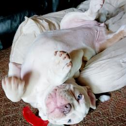 Swirly - Fawn and white female Olde English Bulldogge puppy in Portage, Pennsylvania from Blue Knob OEB's