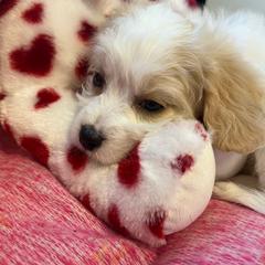 Brittney - Blenheim Cavachon puppy in Hudson, Massachusetts from Lindsey's Waggingtails Cavachons