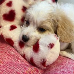 Brittney - Blenheim Cavachon puppy in Hudson, Massachusetts from Lindsey's Waggingtails Cavachons