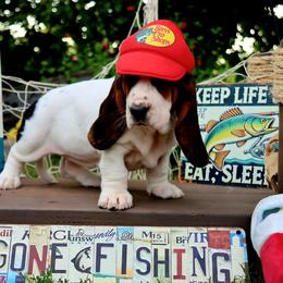 Meg - Black white and brown female Basset Hound puppy in Pollock, Missouri from Northstar