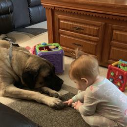 Mastiff Puppies from Mama’s Mastiffs