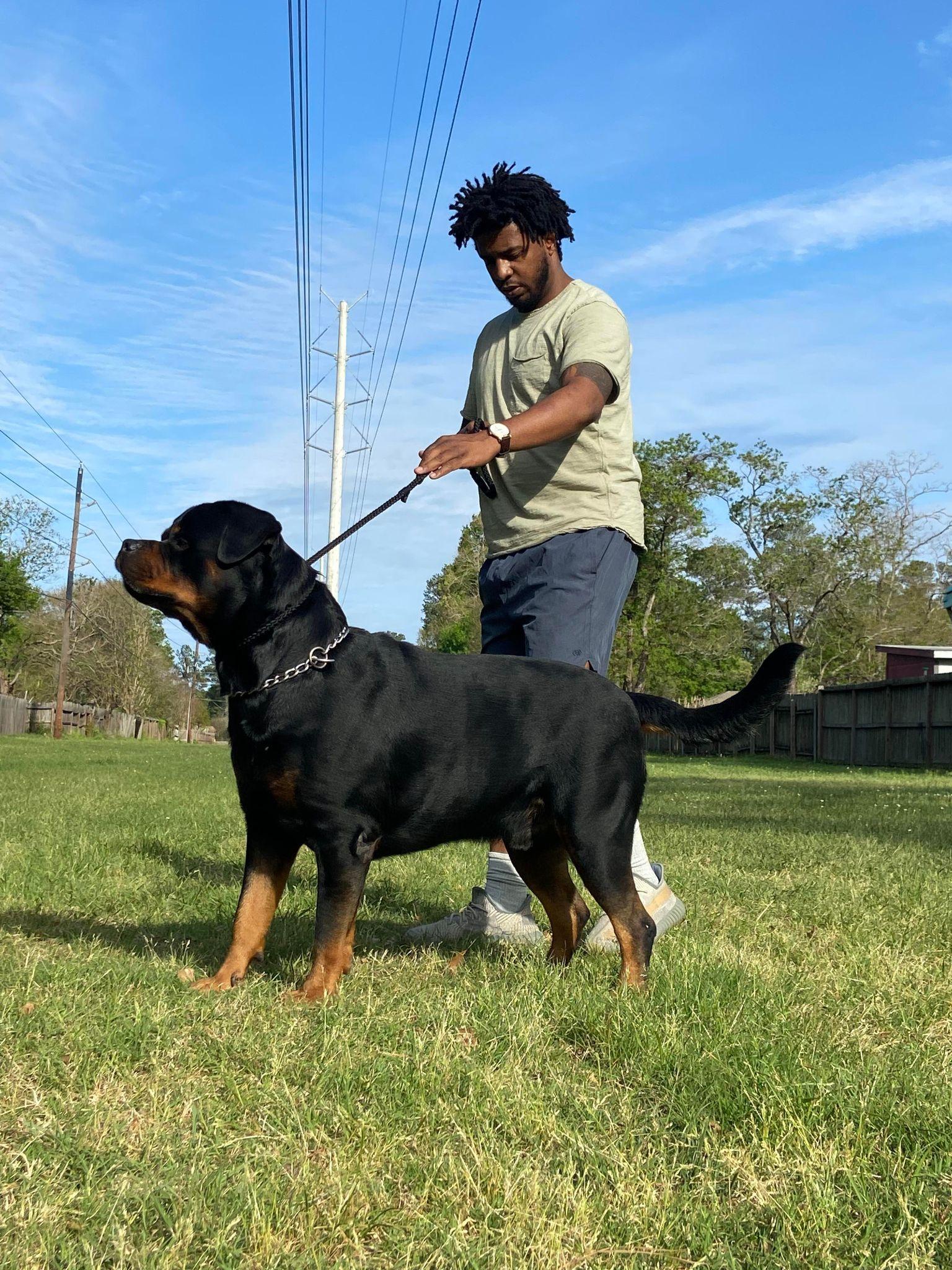 Inexorable Haus Early Rotts in Texas | Rottweiler puppies | Good Dog