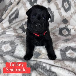 Turkey - Black seal male German Shepherd puppy in New Cambria, Missouri from Des Hausraben Shepherds