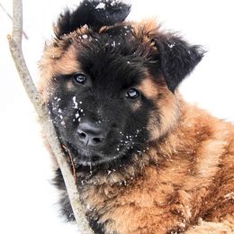 Belgian Tervuren Puppies from Chocorua Working Belgians