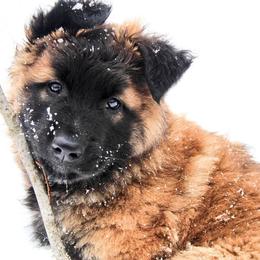 Belgian Tervuren Puppies from Chocorua Working Belgians