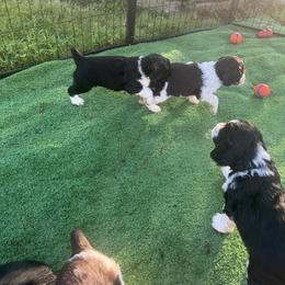 English Springer Spaniels from Lassale Springers