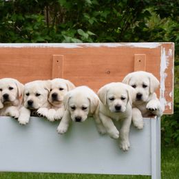 Labrador Retriever Puppies from Lake Wood Labrador's