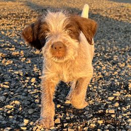 Tilly-Star - Brown and gray female Wirehaired Pointing Griffon puppy in Grangeville, Idaho from Happy Hollow Griffons