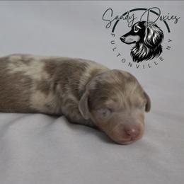 Twix - Dapple male Dachshund puppy in Fultonville, New York from Sandy Aussies & Pomeranians