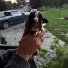 Haven - Fawn female Boxer puppy in Jamesville, New York from Reynolds Homestead Boxers