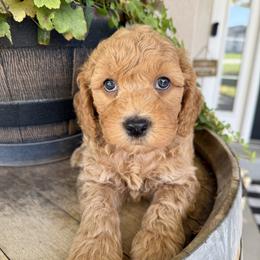 Chewbacca - Aqua - Red male Cavapoo puppy in South Jordan, Utah from Simply Sweet Paws. LLC