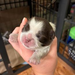 Cupcake - Liver and white female Shih Tzu puppy in Riverhead, New York from Eastern Long Island Shih Tzu