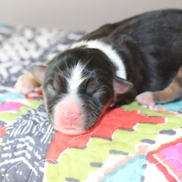 Miniature Australian Shepherd Puppies from Diamond D Mini Aussies