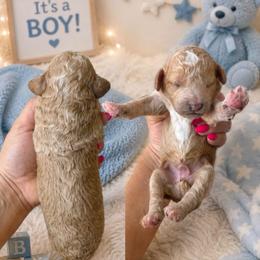 Boy 3 - Cream male Poodle puppy in Calimesa, California from Teakwoodpoodleofsocal