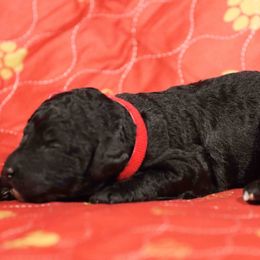 River-Red collar - Black male Poodle puppy in Leonard, Texas from Deblyns Poodles