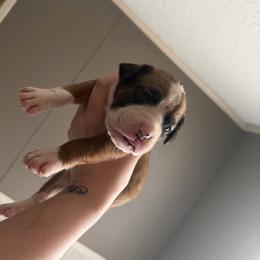 Hershey - Fawn male Boxer puppy in Louisville, Kentucky from Nelson’s Fancy Frenchies and Bulldogs