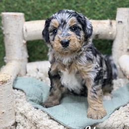 Moose - Blue merle male Bernedoodle puppy in Williamson, New York from Lakeside Doodles