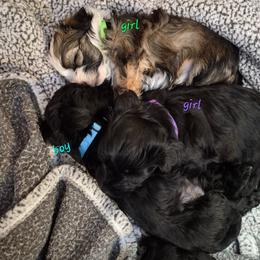 Havanese Puppies from Mimi's Havanese