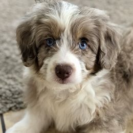 Aussiedoodles from Aussie Doodles Arizona