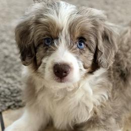 Aussiedoodles from Aussie Doodles Arizona