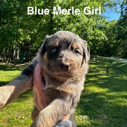 AKC Sheila - Blue merle female Australian Shepherd puppy in Prairie Grove, Arkansas from IQ Farms
