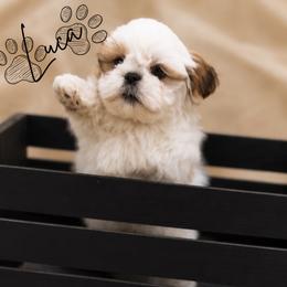 Luca - Gold and white male Shih Tzu puppy in Bennett, Colorado from Victorio Boxers & Shih-Tzu's