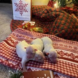 Girl 1 - White Coton de Tulear puppy in Ludington, Michigan from Cotten's Sunset Kennels