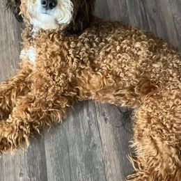 Aussiedoodles and Poodles from K&K Doodles